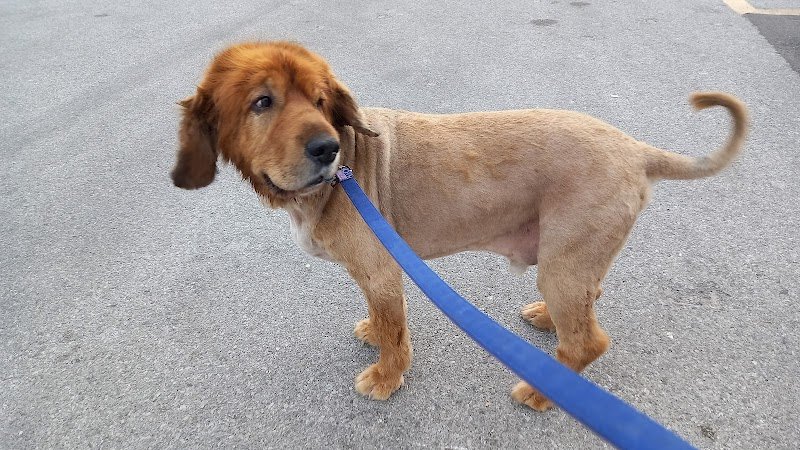 Il Cucciolo 2.0 - Foto 3