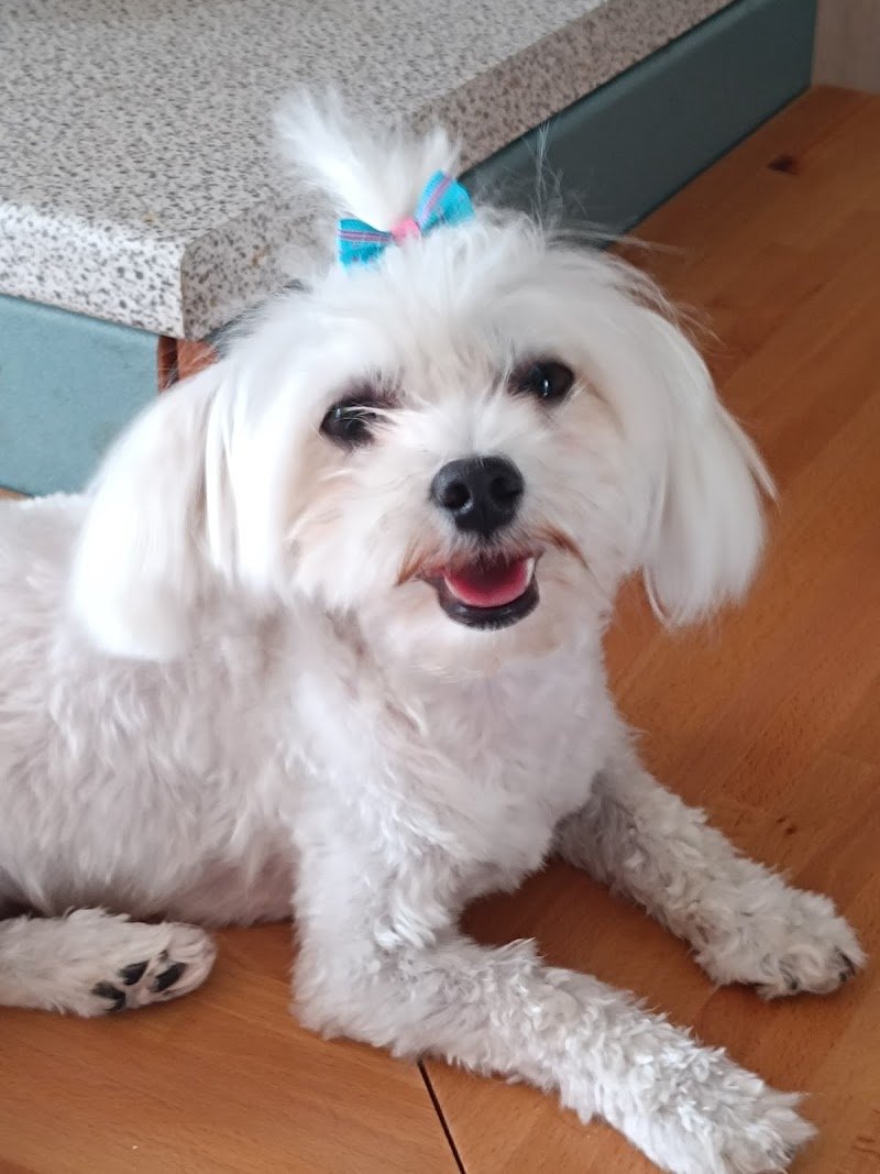 Il Cucciolo 2.0 - Foto 4