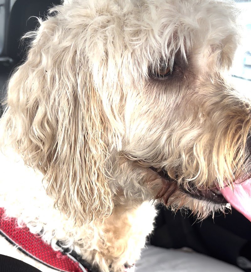 Il Cucciolo 2.0 - Foto 5