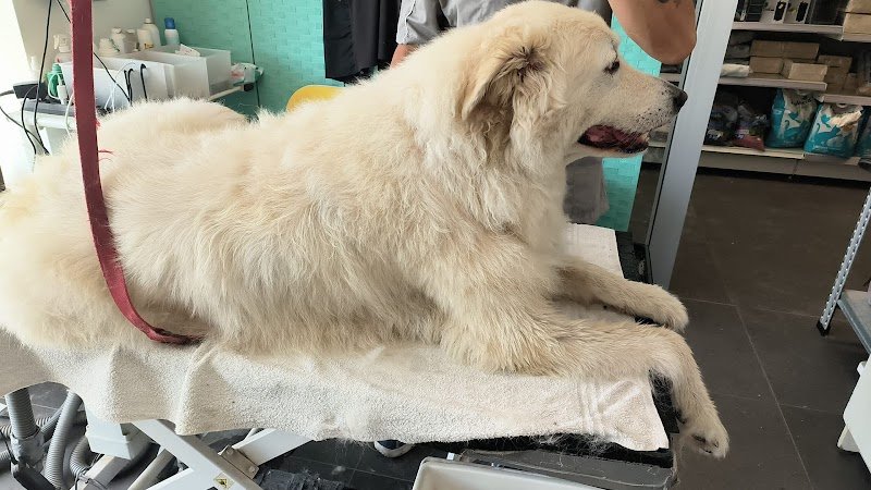 Il Cucciolo 2.0 - Foto 6