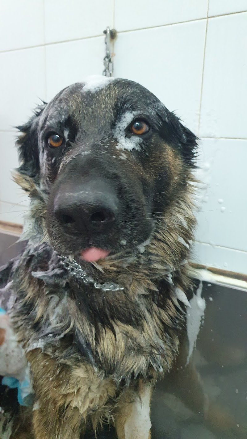 Il Cucciolo - Foto 2