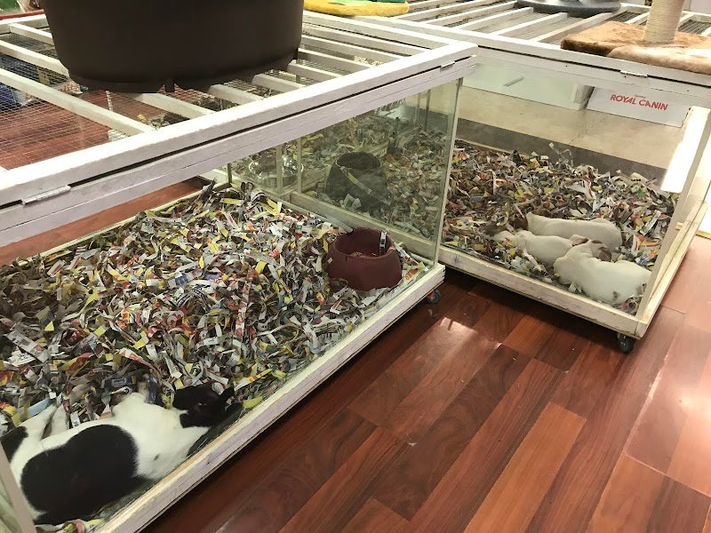 Il Cucciolotto Pet Shop e toelettatura - Foto 2