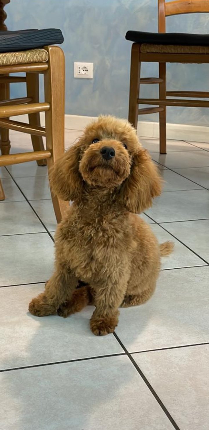 Il "figaro" dei cani - Foto 1