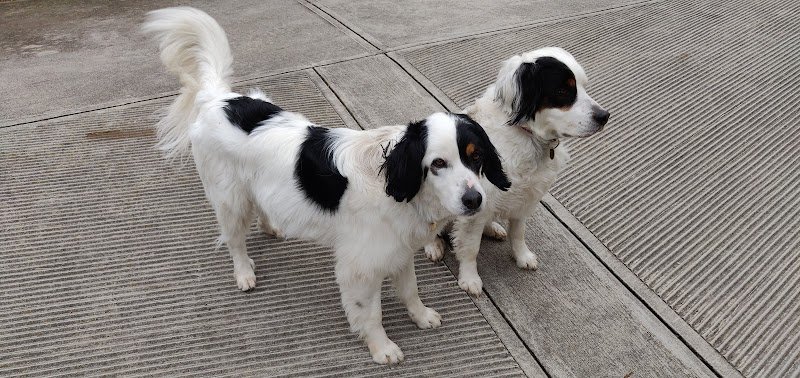 Il "figaro" dei cani - Foto 2