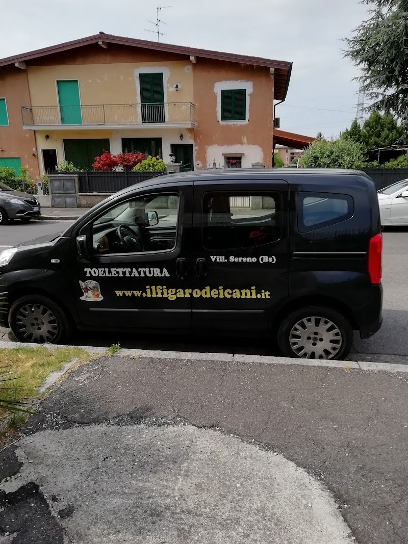 Il "figaro" dei cani - Foto 4