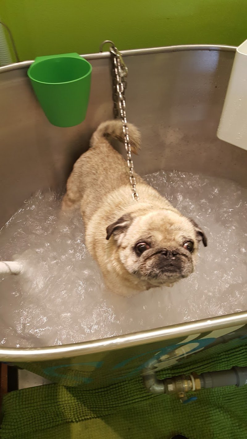 Il "figaro" dei cani - Foto 6