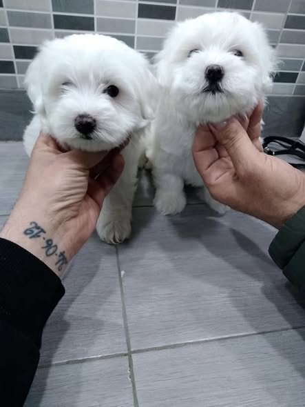 Il Gatto e La Volpe - Toelettatura - Foto 1