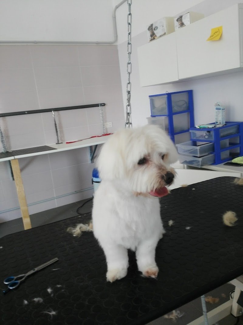 Il mio mondo a 4 zampe - Foto 1