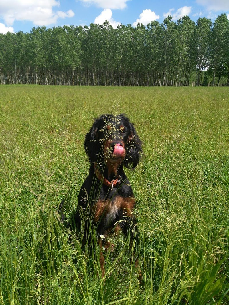 Il mio mondo a 4 zampe - Foto 2