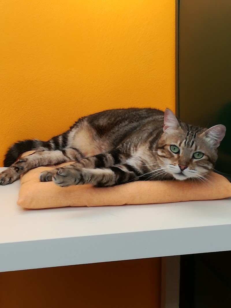 Il mio mondo a 4 zampe - Foto 3