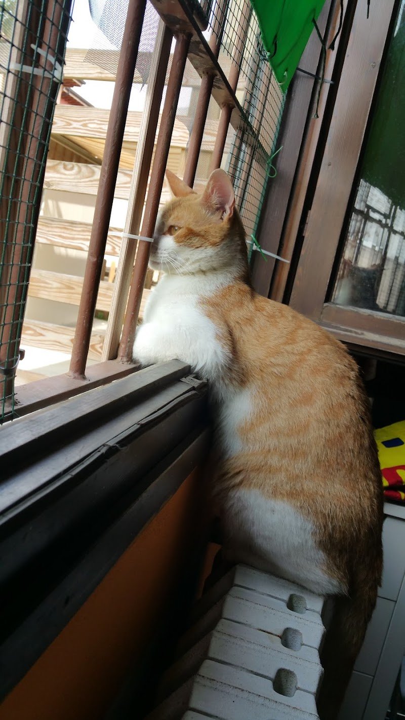 Il mio mondo a 4 zampe - Foto 4