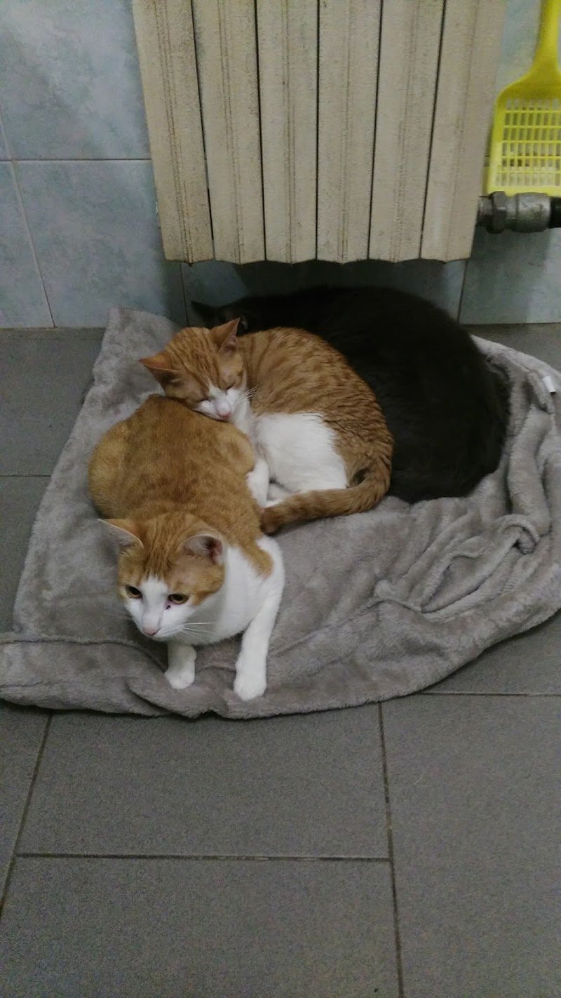 Il mio mondo a 4 zampe - Foto 5