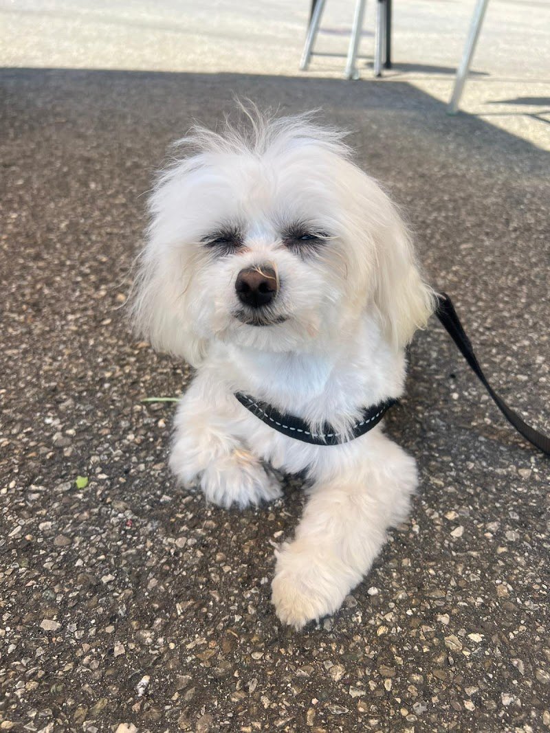 Il mio mondo a 4 zampe - Foto 6