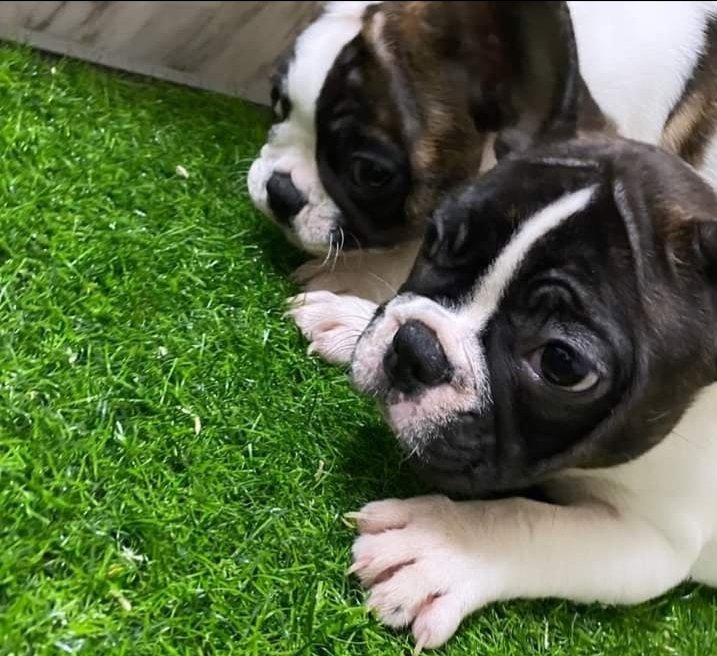 Il Mondo degli Animali - Foto 6