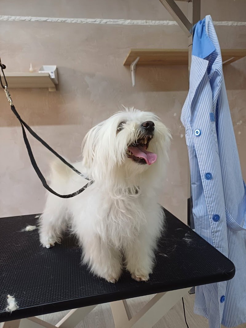 Il Mondo di Trilly, Toelettatura per Animali - Foto 3