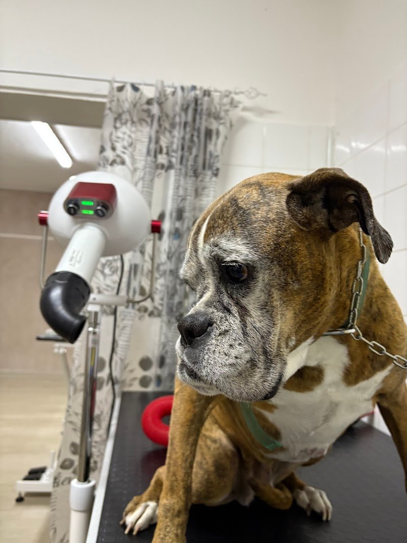 Il Mondo di Trilly, Toelettatura per Animali - Foto 4