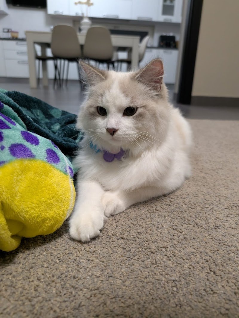 Il Mondo di Trilly, Toelettatura per Animali - Foto 5