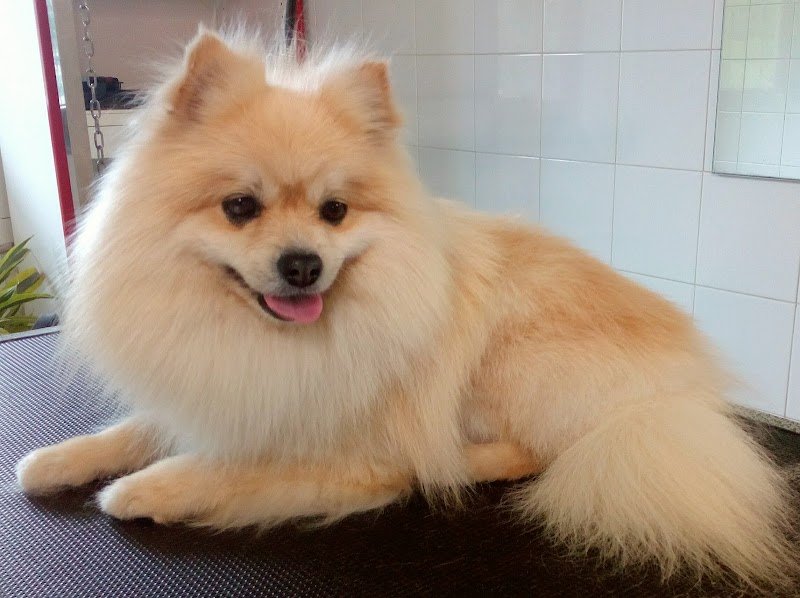 IL NIDO DELL' AQUILA - Foto 4