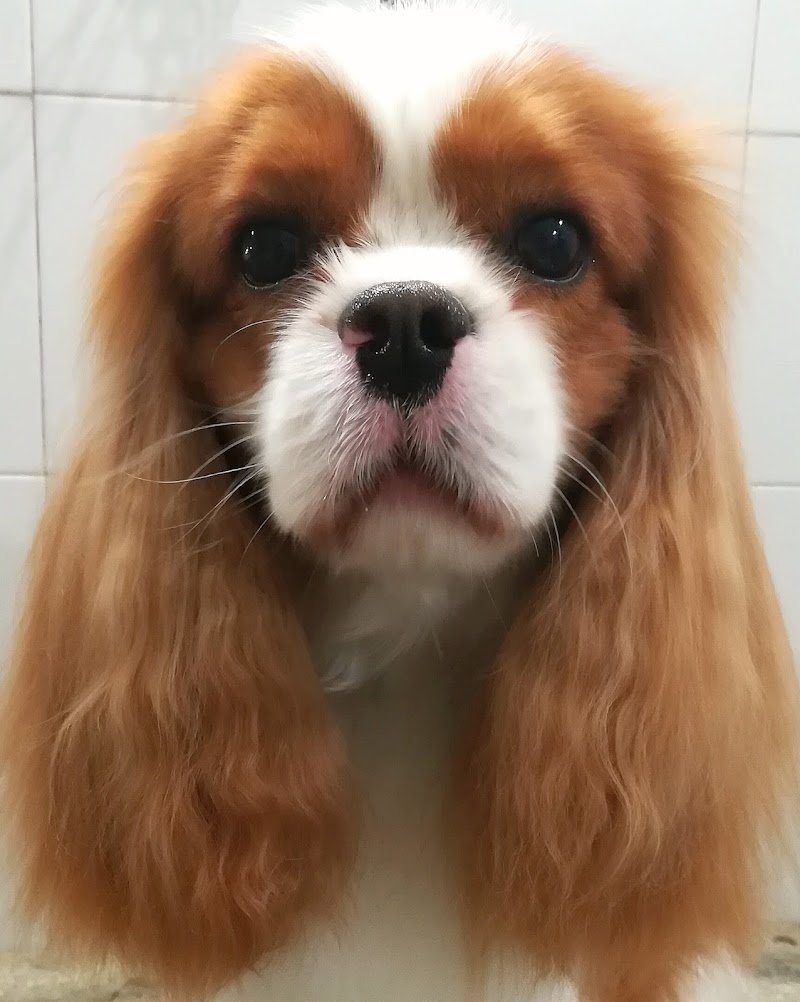 IL NIDO DELL' AQUILA - Foto 5