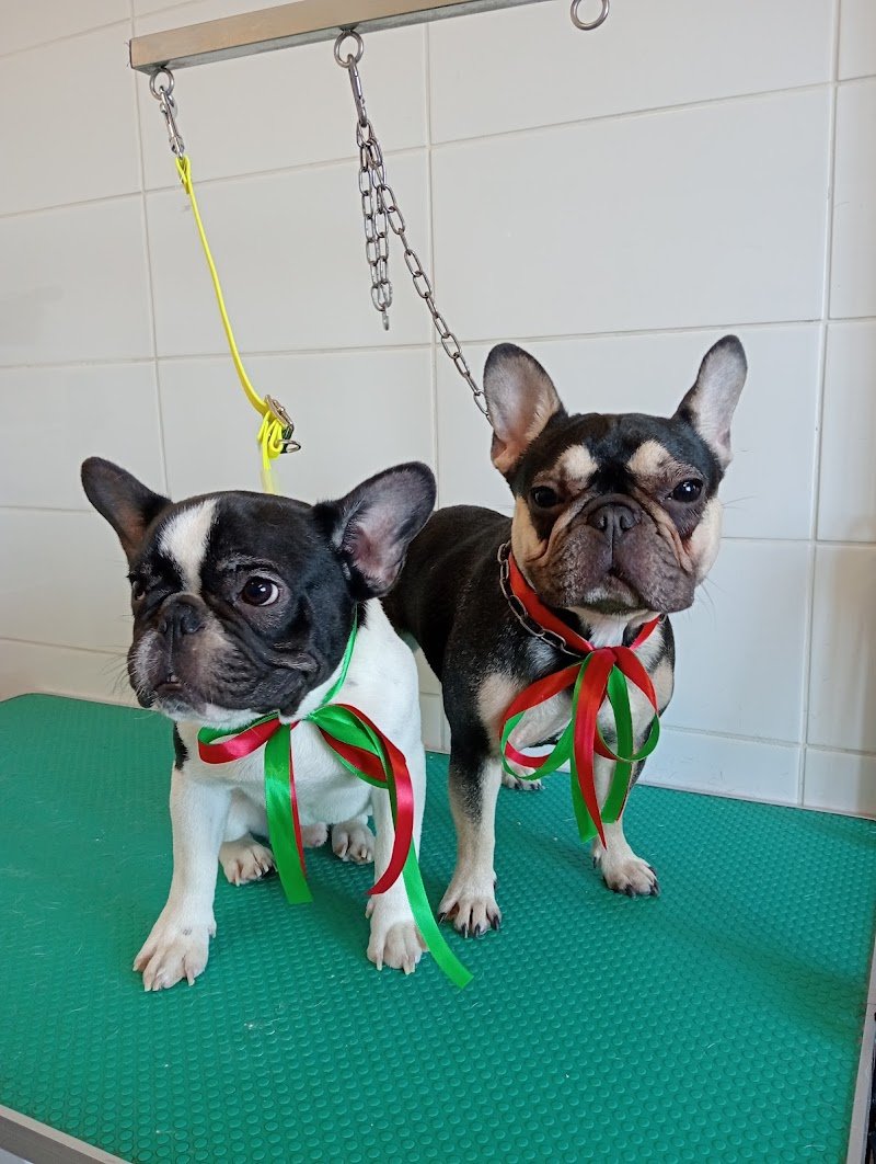 Il Paradiso degli Animali - Foto 2