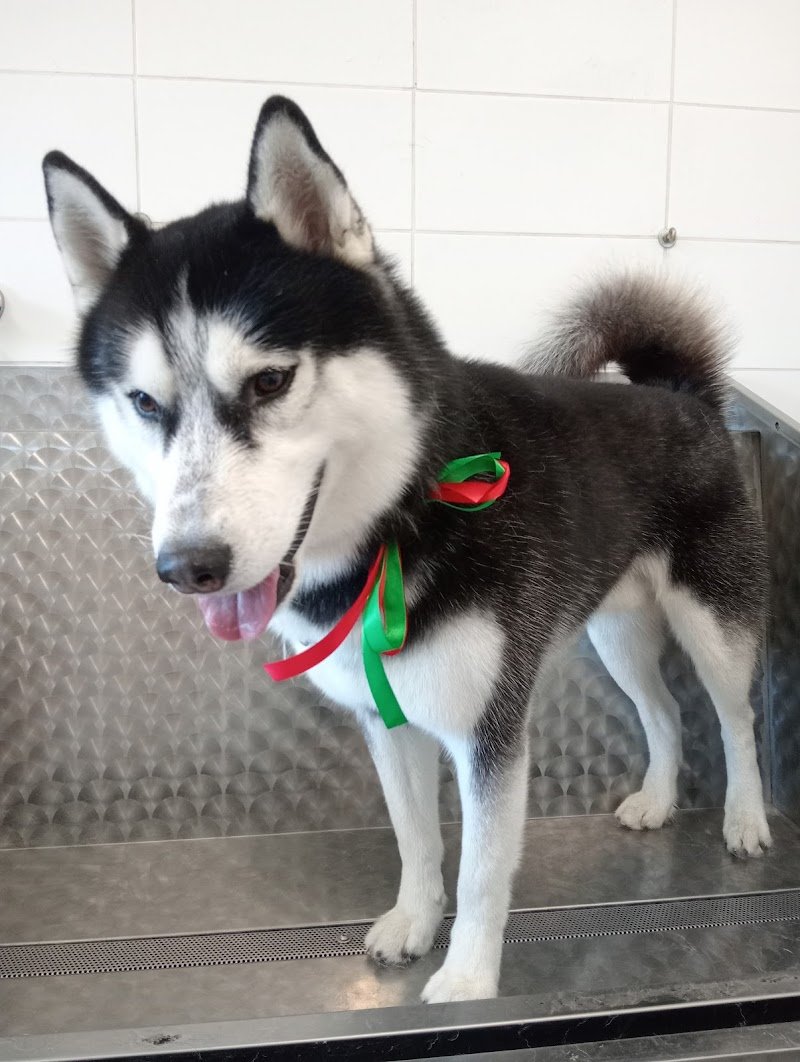 Il Paradiso degli Animali - Foto 4