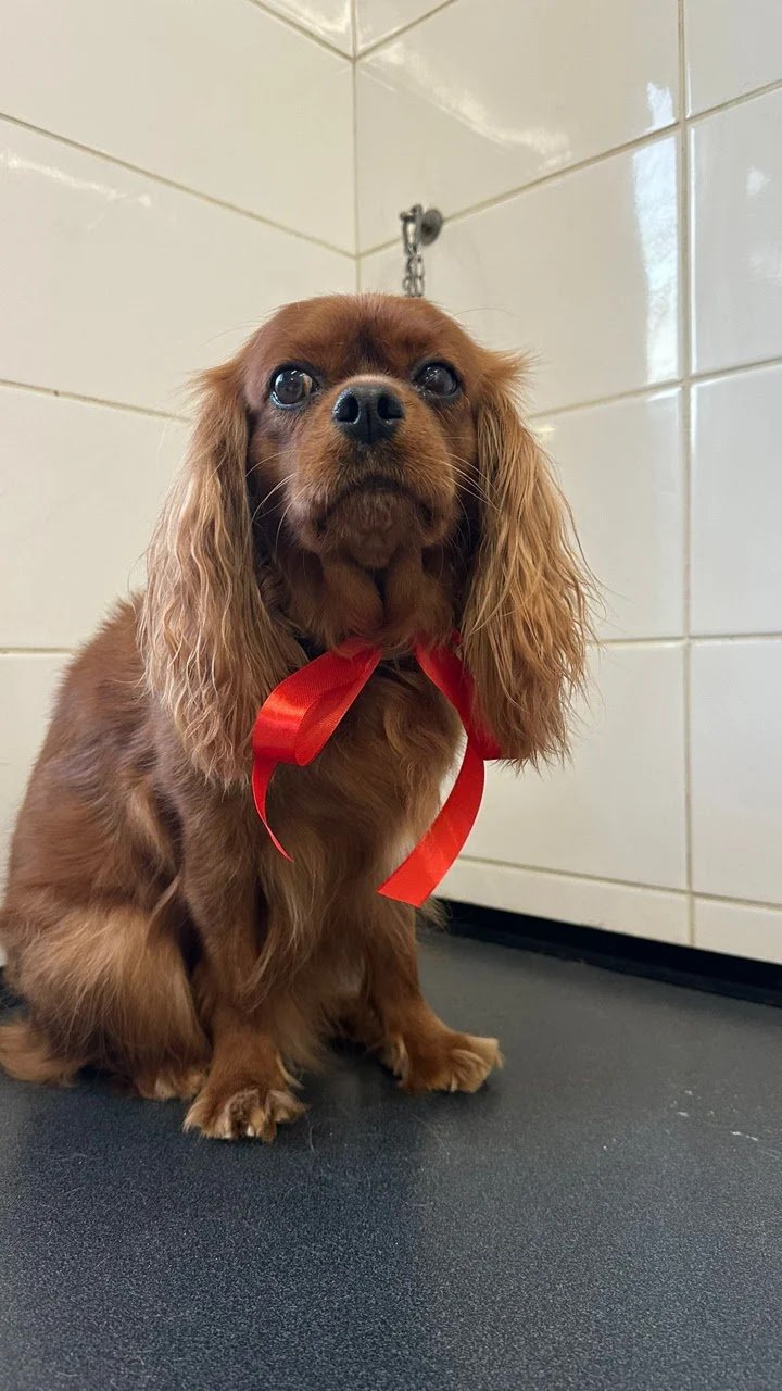 Il Paradiso degli Animali - Foto 5