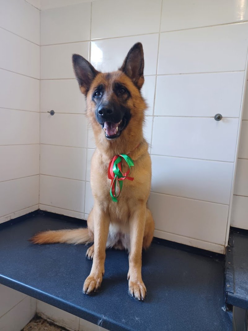 Il Paradiso degli Animali - Foto 6