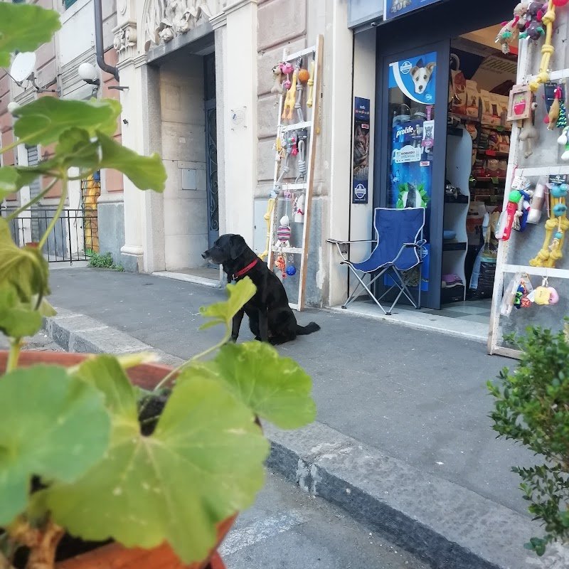 Il Paradiso dei Cuccioli 2 - Foto 1