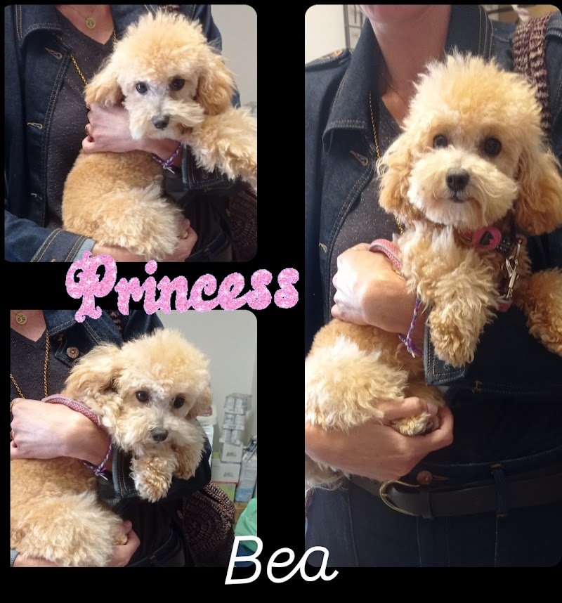 Il Paradiso dei Cuccioli 2 - Foto 5