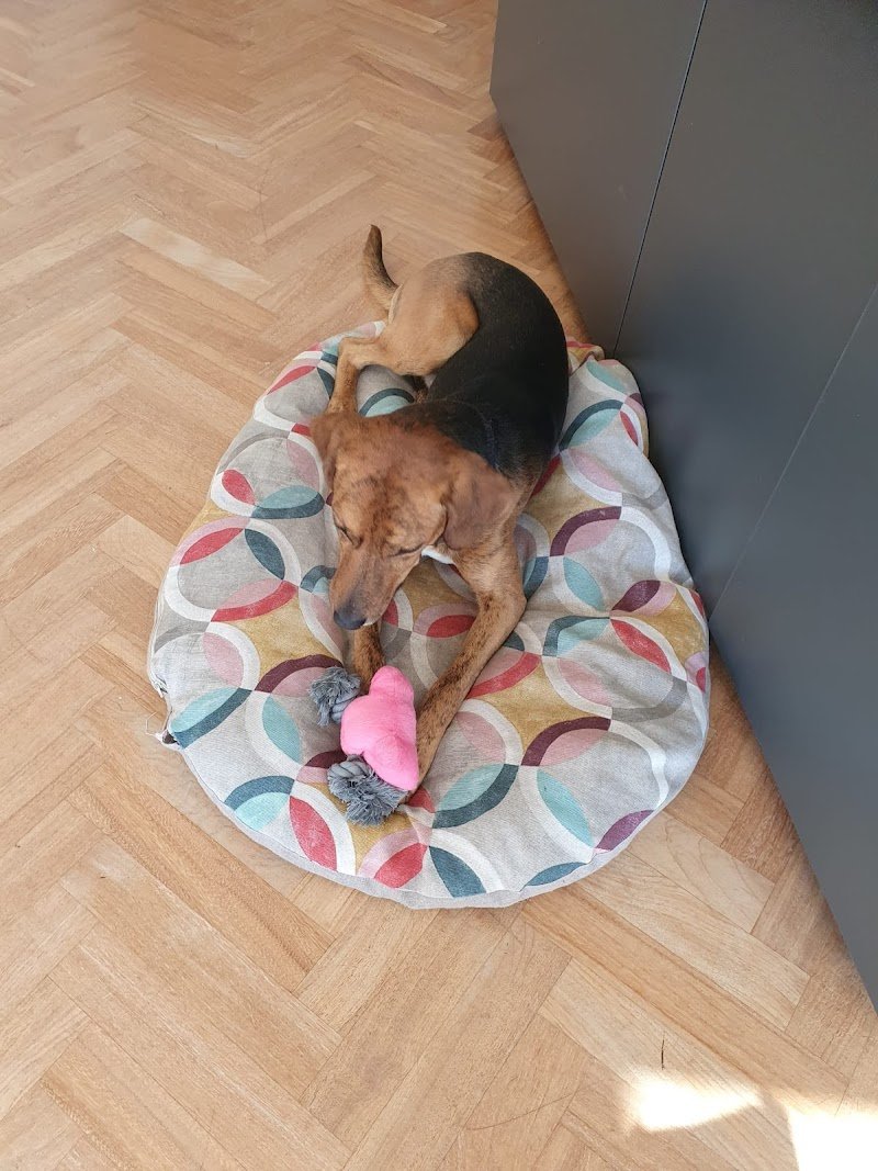 Il Paradiso dei Cuccioli 2 - Foto 6