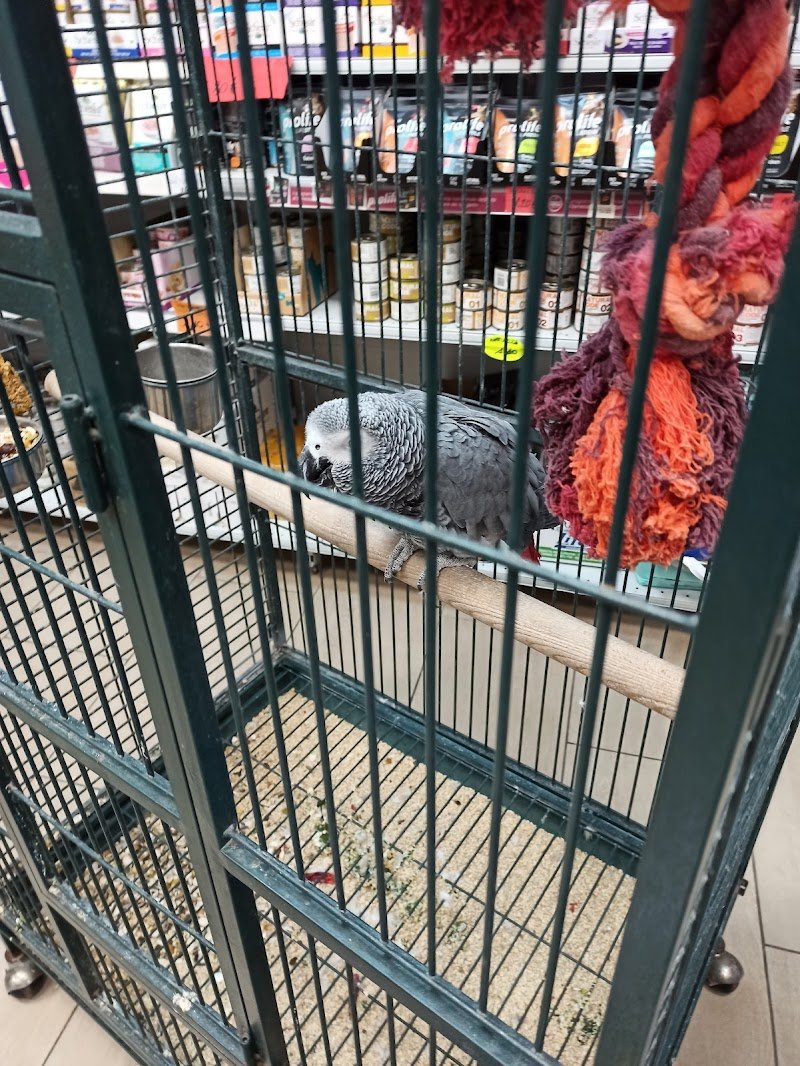 Il Paradiso dei Cuccioli - tutto per gli animali - Foto 2