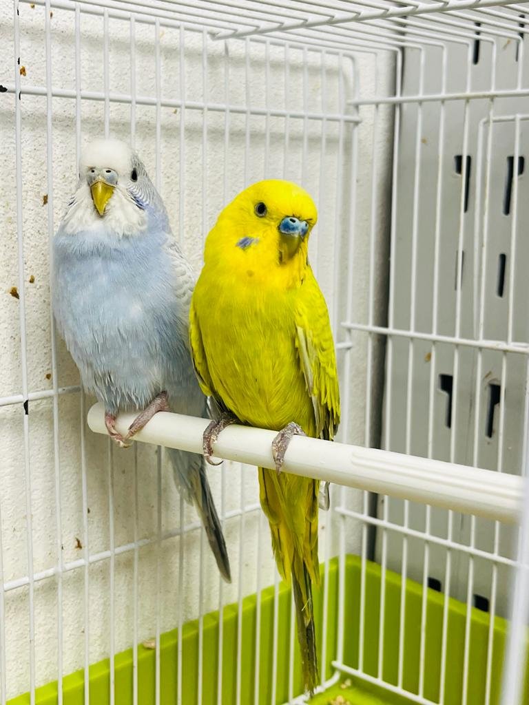 Il Paradiso dei Cuccioli - tutto per gli animali - Foto 3