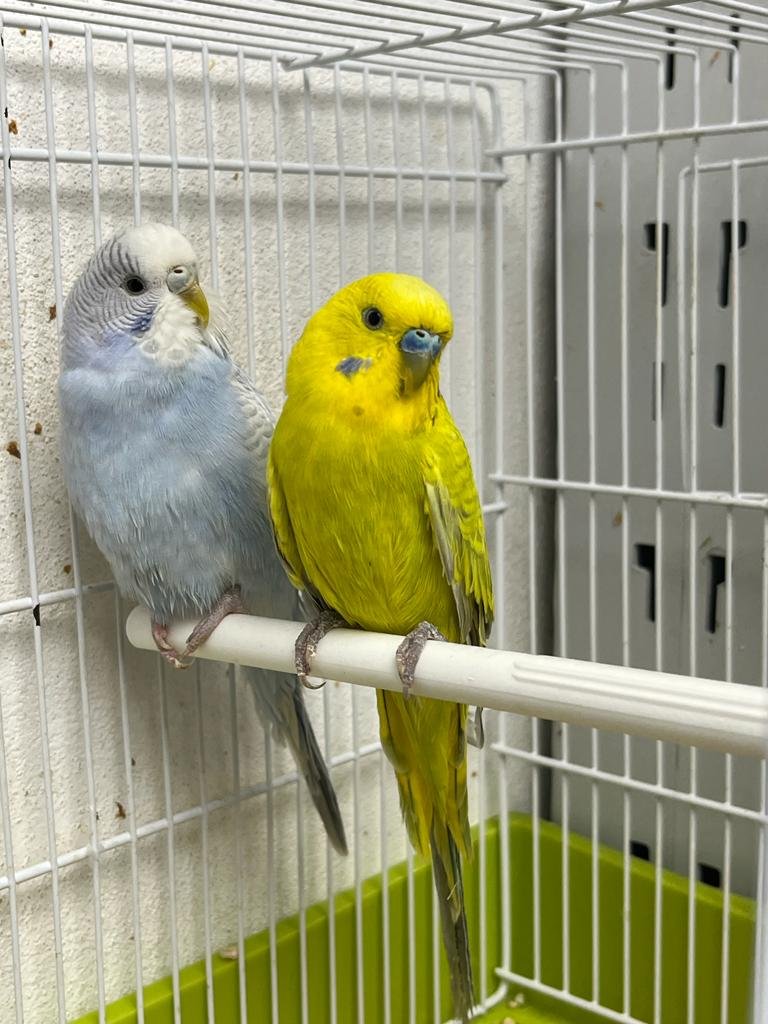 Il Paradiso dei Cuccioli - tutto per gli animali - Foto 5