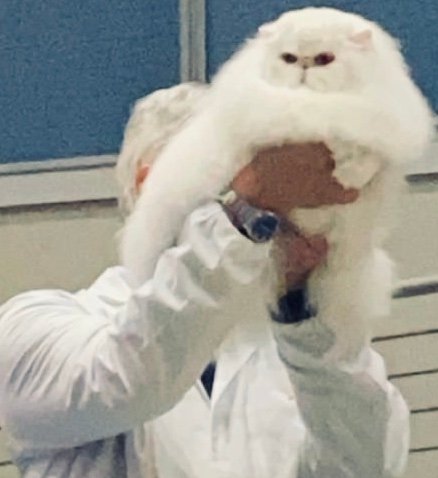 Il Paradiso dei Cuccioli - tutto per gli animali - Foto 6