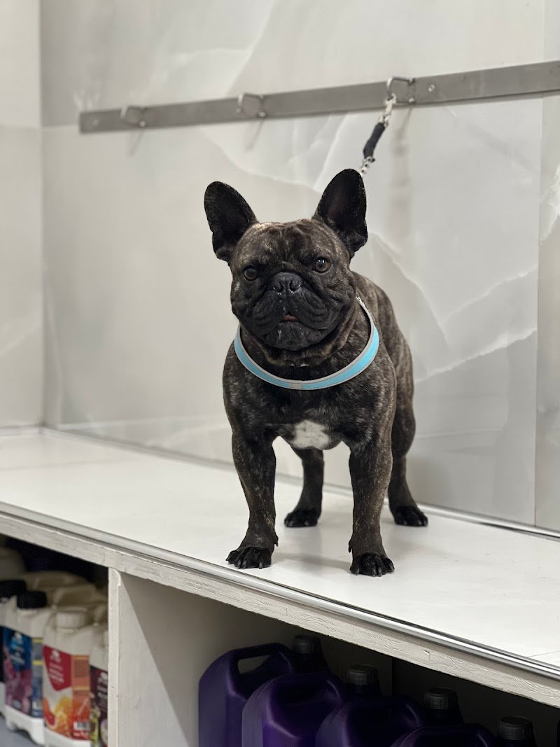 Il paradiso di Chloe - Toelettatura - Rosario Cantaro - Foto 3