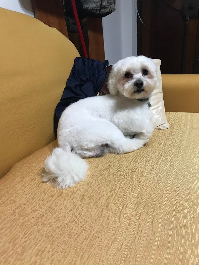 Il paradiso di Chloe - Toelettatura - Rosario Cantaro - Foto 4