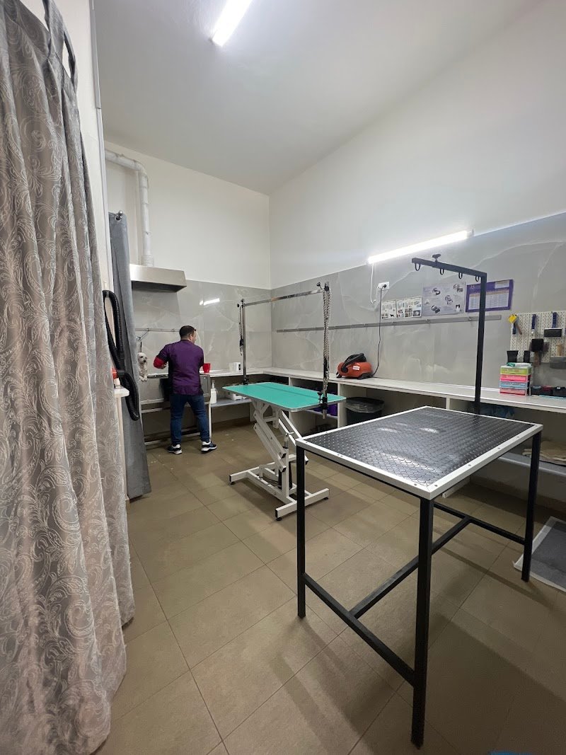 Il paradiso di Chloe - Toelettatura - Rosario Cantaro - Foto 6