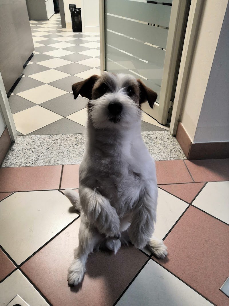 Il Paradiso Di Pluto Di Cappelletti Carola & S.N.C - Foto 1