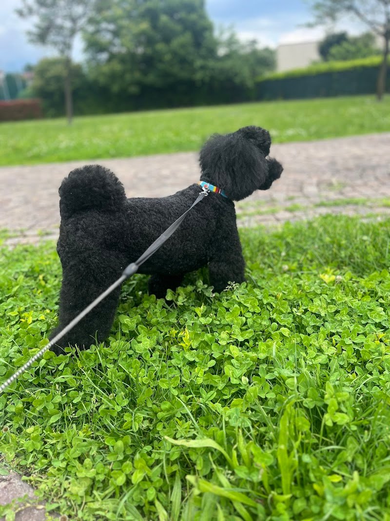 Il Paradiso Di Pluto Di Cappelletti Carola & S.N.C - Foto 2