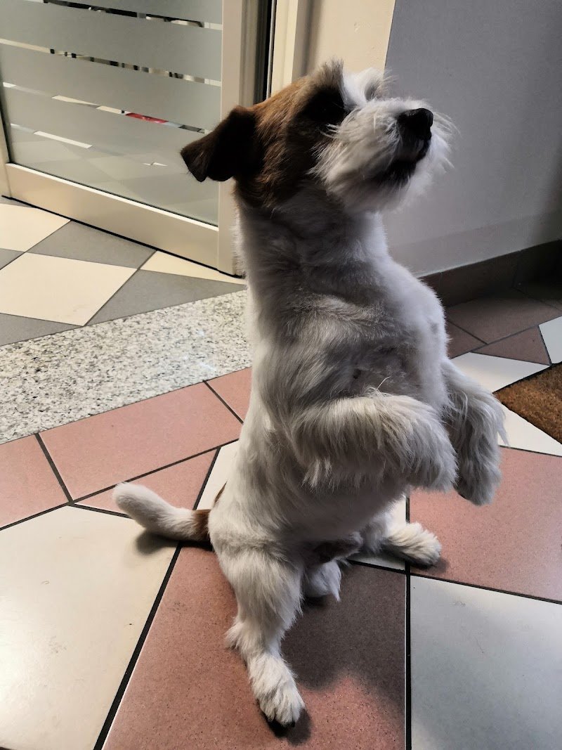 Il Paradiso Di Pluto Di Cappelletti Carola & S.N.C - Foto 3