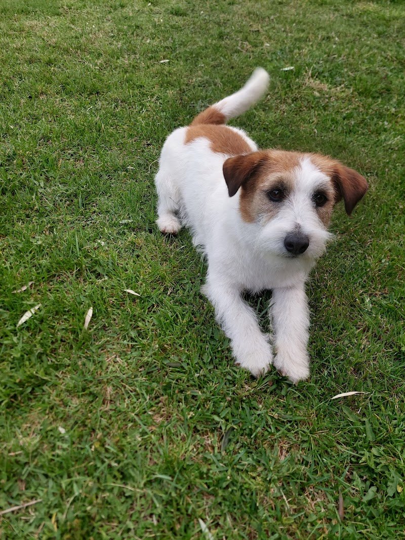 Il Paradiso Di Pluto Di Cappelletti Carola & S.N.C - Foto 4