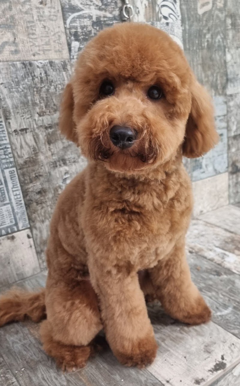 Il Pelo Matto di Monica Mangini - Foto 3