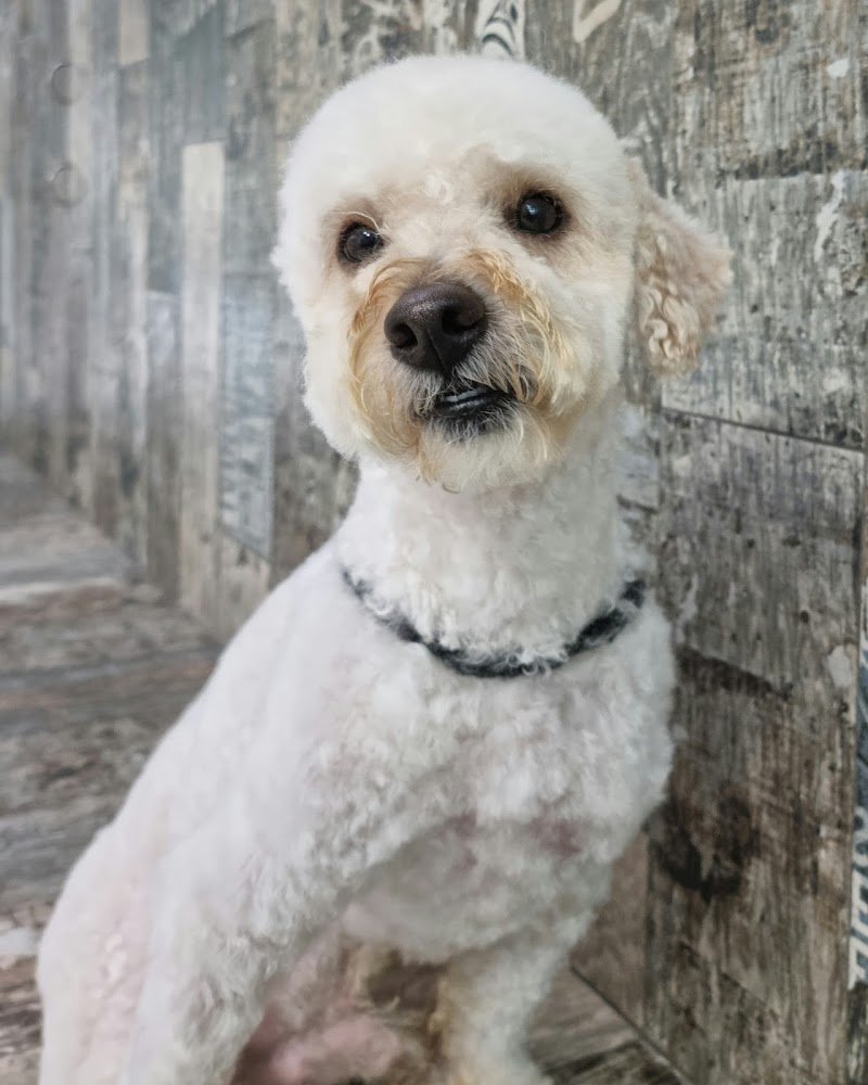 Il Pelo Matto di Monica Mangini - Foto 4