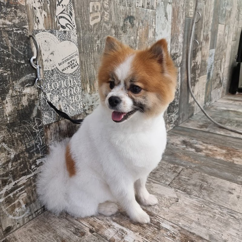 Il Pelo Matto di Monica Mangini - Foto 5