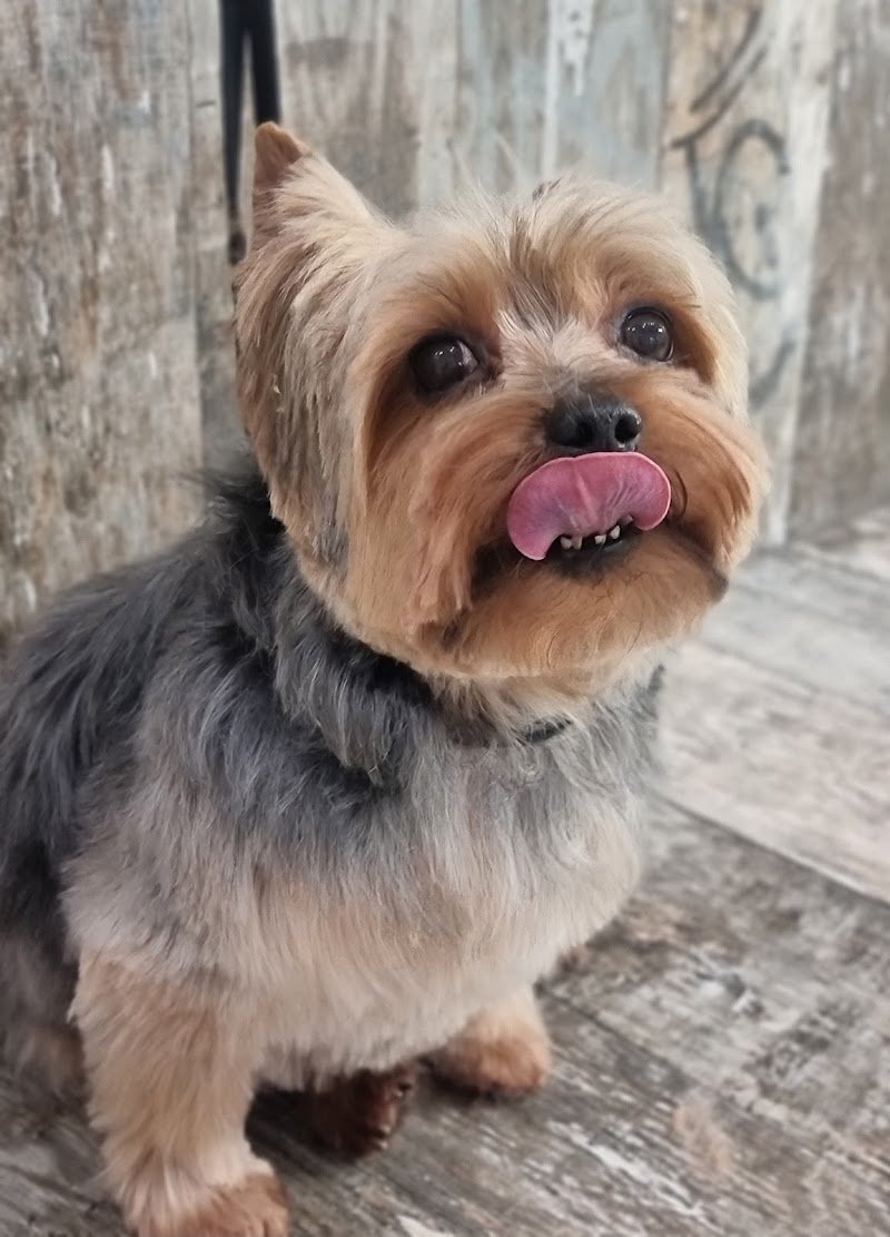 Il Pelo Matto di Monica Mangini - Foto 6