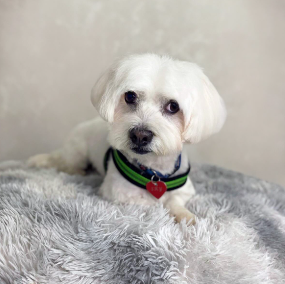 Il Pelo Matto Toelettatura - Foto 3