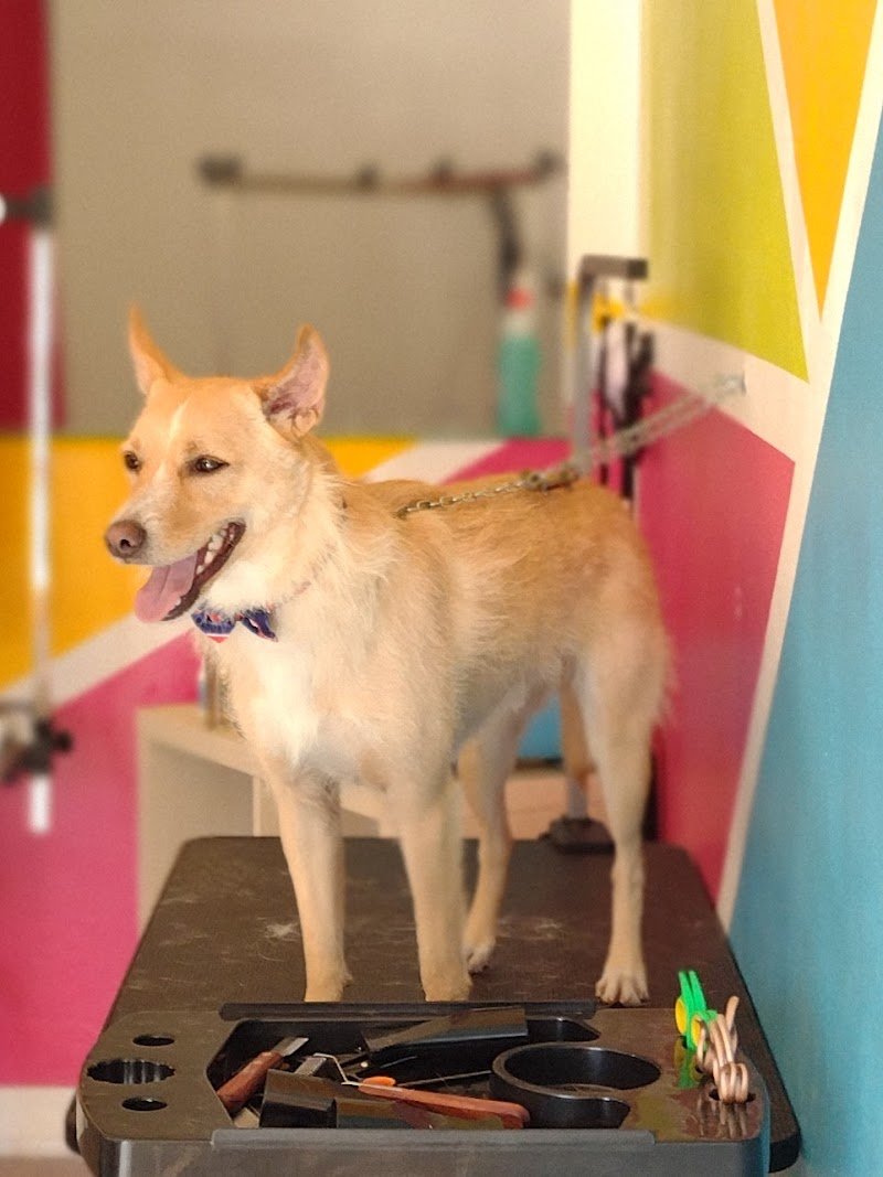 Il Pelo Matto Toelettatura - Foto 4