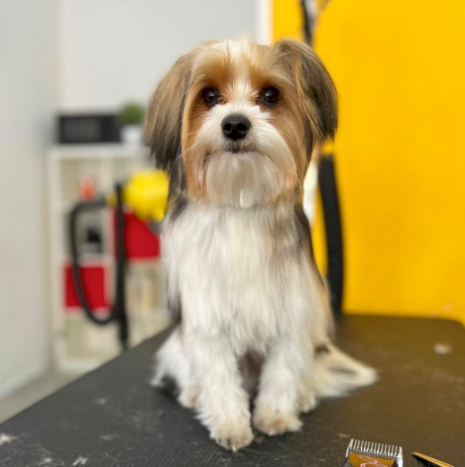 Il Pelo Matto Toelettatura - Foto 5