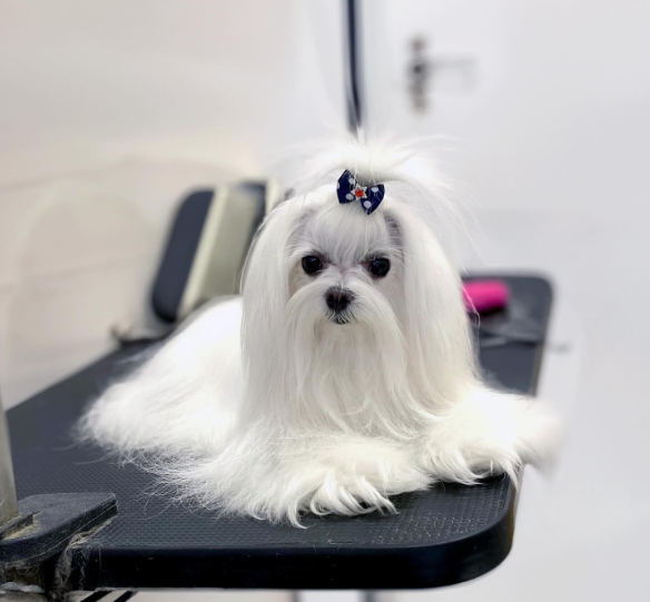 Il Pelo Matto Toelettatura - Foto 6