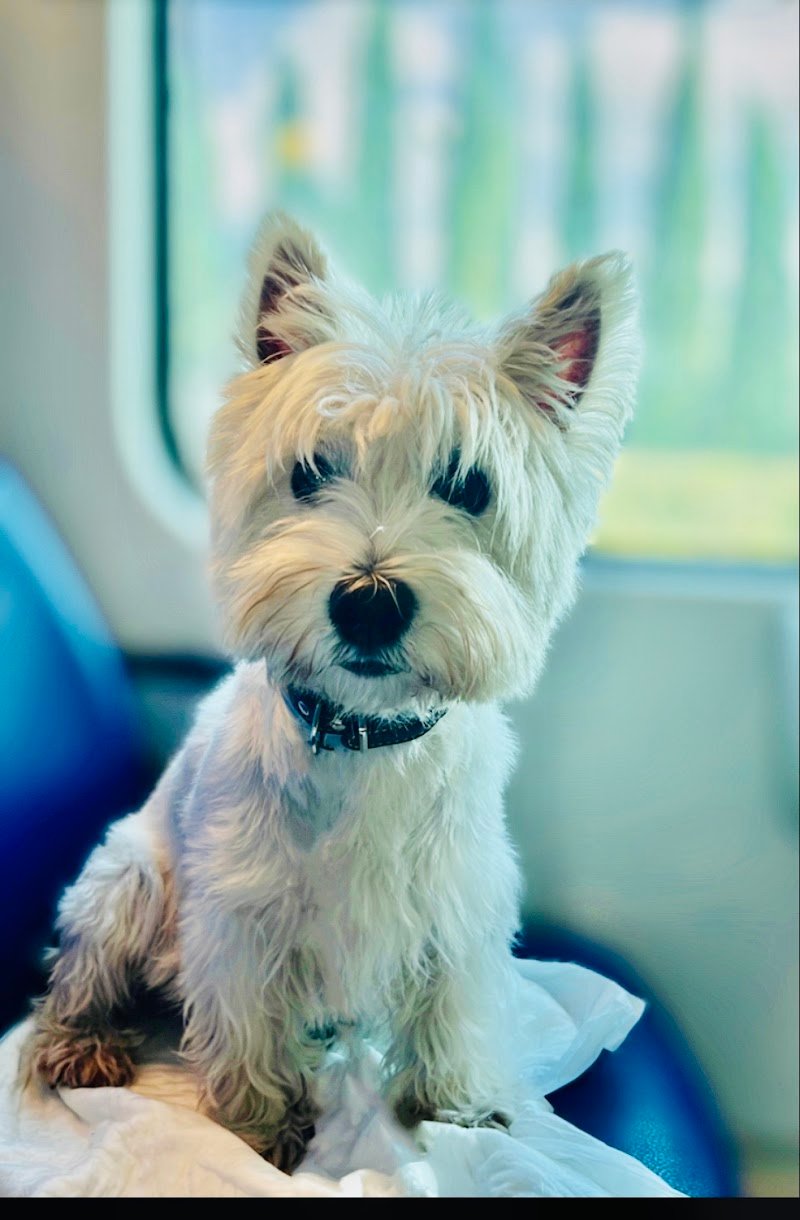 Il Pelucchio Toelette per cani e gatti - Foto 2